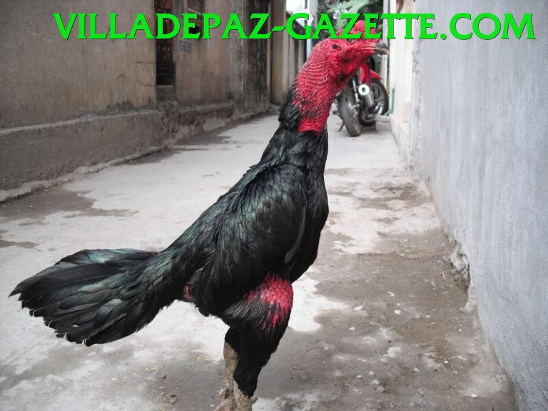 Đá Gà Trực Tiếp - Ưu đãi đặc biệt